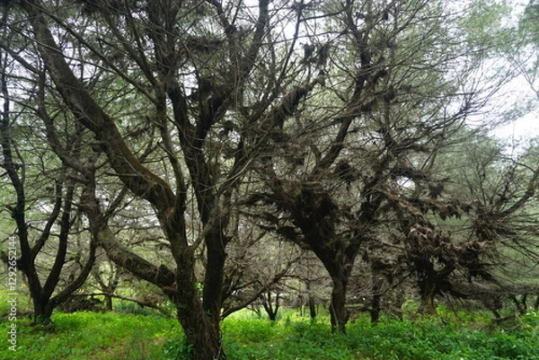 Fototapeta A Mystical forest scene with twisted trees covered in dried leaves, creating an enchanting atmosphere.