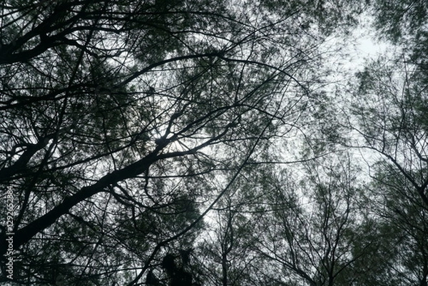 Obraz Dark tree branches intertwine against the pale sky, creating a mysterious and artistic view.