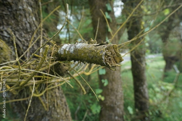 Obraz A close-up view of a tree branch wrapped in twisting vines, covered in moss, showcasing nature’s raw textures.