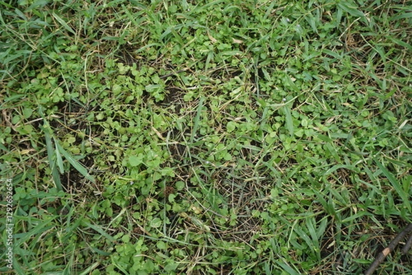 Fototapeta Lush green Grass spreads across the ground, with broad leaves reaching out in various directions. The plants appear healthy, nourished by the earth beneath them.