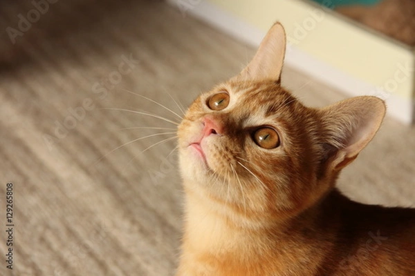 Obraz 上を見上げる子猫