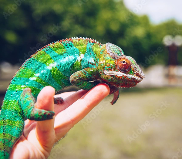 Fototapeta Bright and colorful panther chameleon sitting on a palm