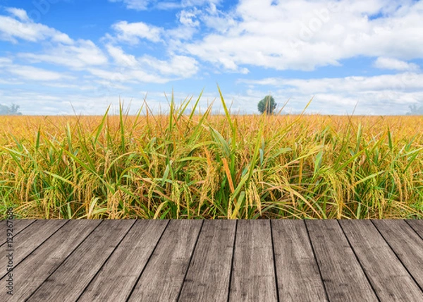 Fototapeta Wooden table or terrace on rice field and blue sky and empty dis