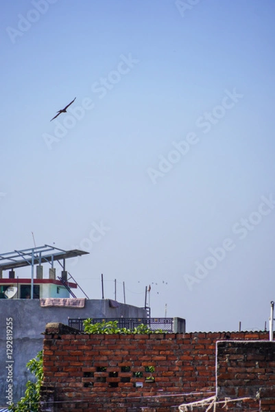 Obraz Bird Soaring Above Urban Rooftops