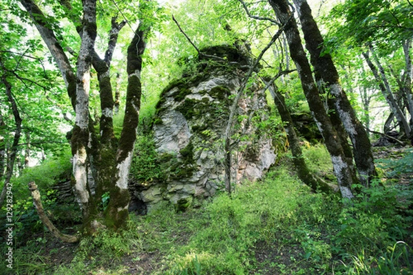 Fototapeta forest grove, moss-covered trees