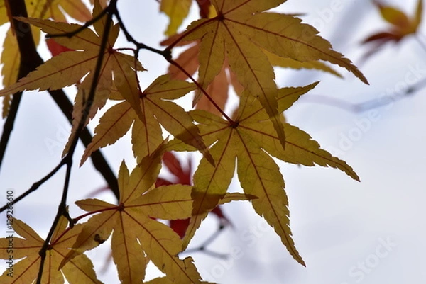 Fototapeta モミジの葉