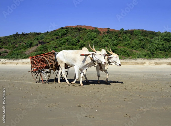 Fototapeta pair of white buffalo drawn to a cart going on the sandy shore