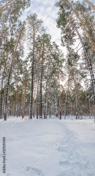 Fototapeta Winter pine tree