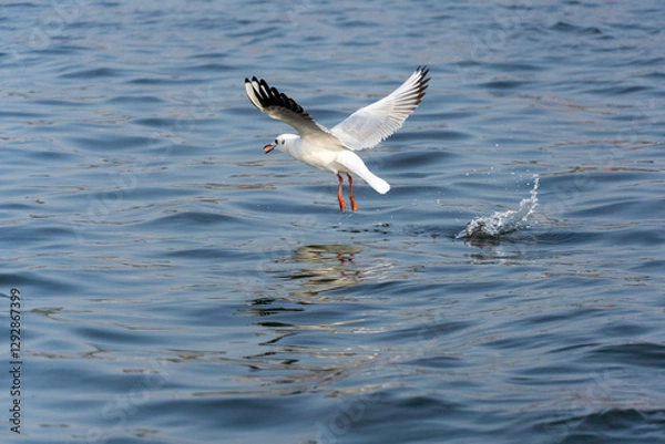 Obraz Seagull Taking Flight Over Water