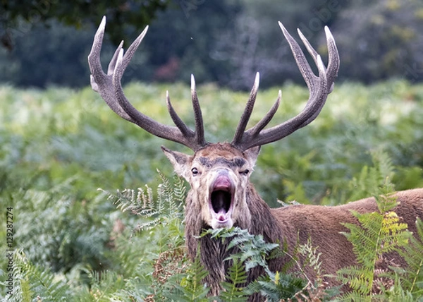 Fototapeta Deer Rutting