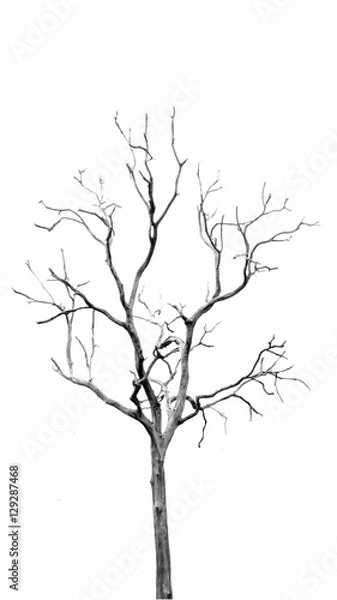Fototapeta Dead Tree without Leaves