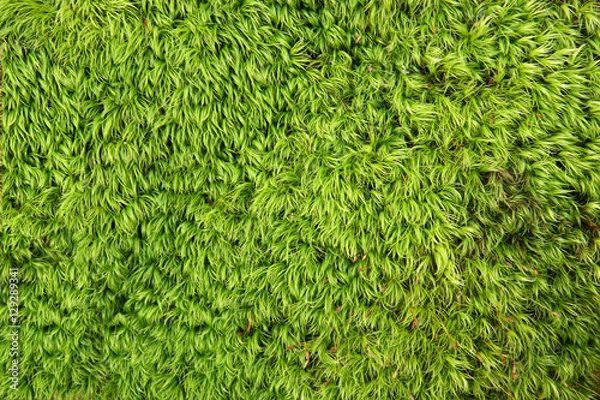 Fototapeta Natural texture. Moss Dicranum scoparium