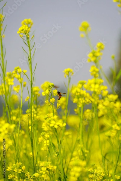 Obraz Bee Pollinating Mustard Flowers – A Springtime Scene