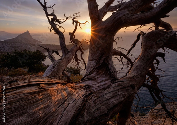 Obraz Dead relict pine tree with textured trunk glowing sunlight is standing on a rock above the sea, Crimea