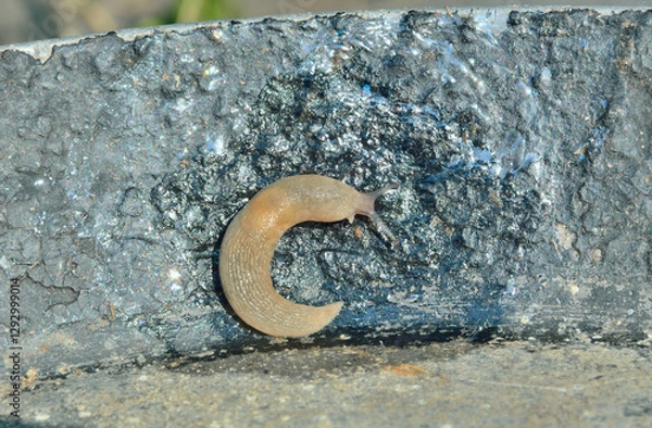 Fototapeta Slug