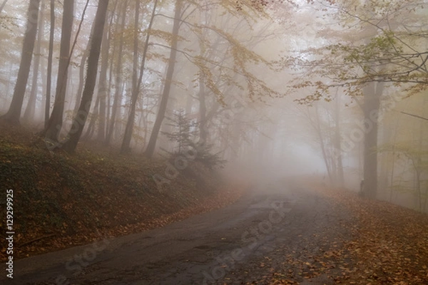 Obraz Old road through autumn beech forest with golden leaves on the branches and the mountain mist in the distance, Crimea