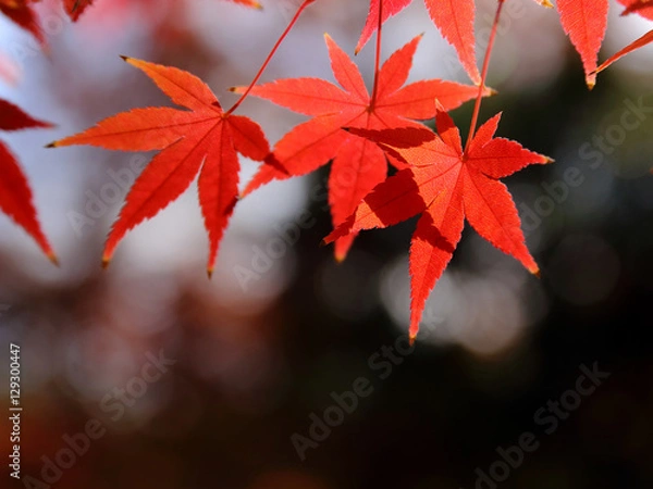 Fototapeta モミジ　紅葉　秋色