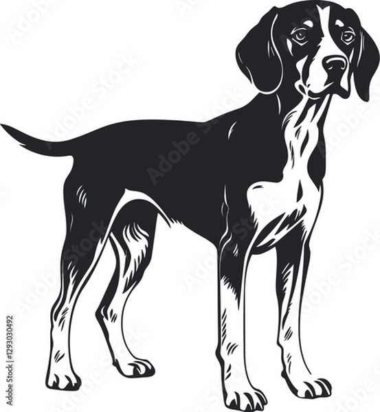 Obraz American Foxhound Silhouette Vector Illustration White Background