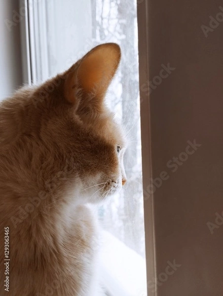 Fototapeta Ginger cat gazing out of a snowy window