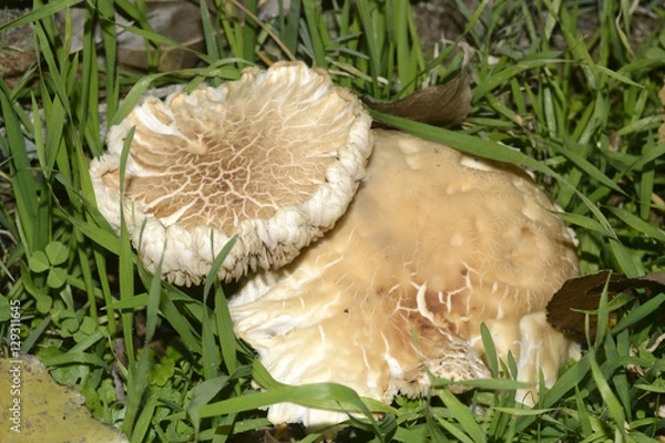 Obraz Setas, forma y textura