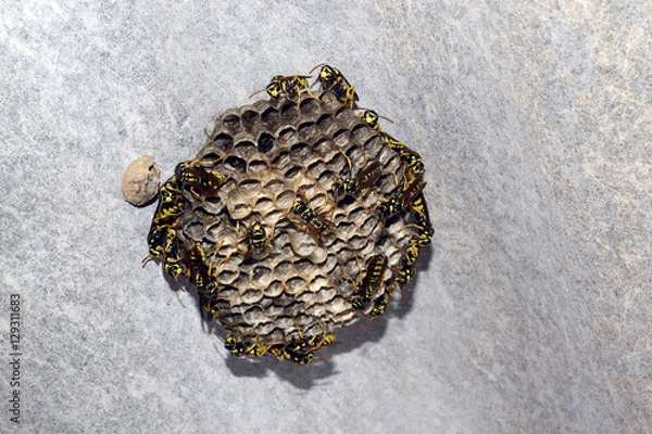 Obraz Sobre el panal