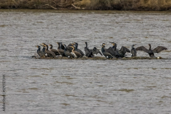 Fototapeta Great black cormorants in a little lake next to Bourges in France at a sunny day in spring.