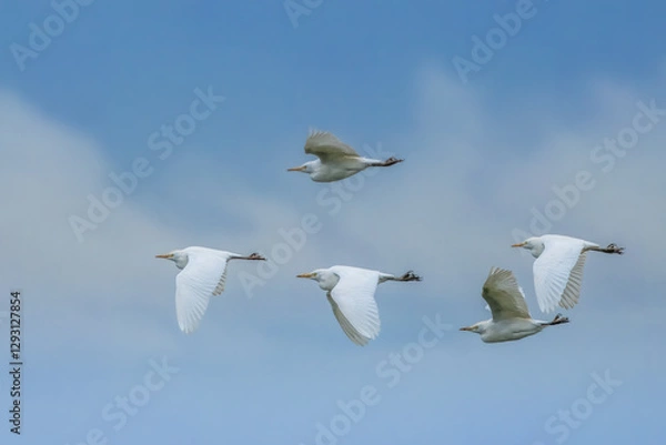 Fototapeta A swarm of cattle egrets flying above a wet meadow next to Bourges in France at a sunny day in spring.