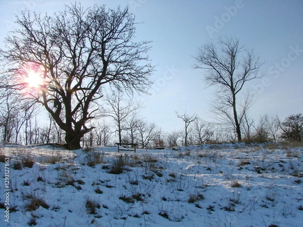 Fototapeta An amazing picture of the winter cold sun stuck in the branches of an old oak tree, creating a bright orange halo over the snowy hillside.