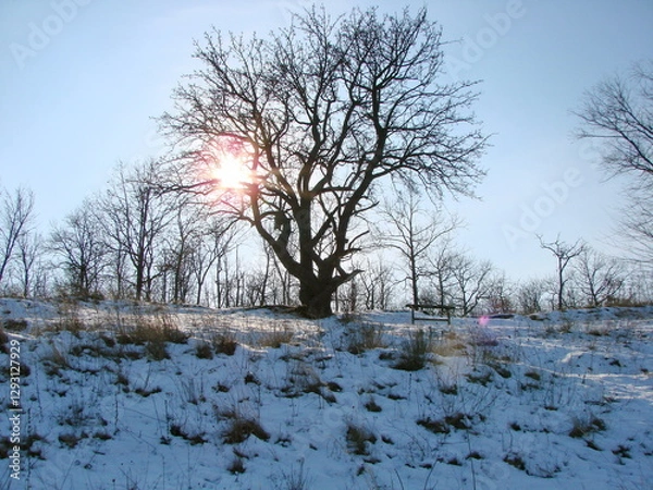 Fototapeta An amazing picture of the winter cold sun stuck in the branches of an old oak tree, creating a bright orange halo over the snowy hillside.