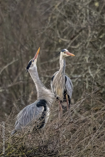 Fototapeta Common grey heron at a lake in Bourges, France at a cloudy day in spring.