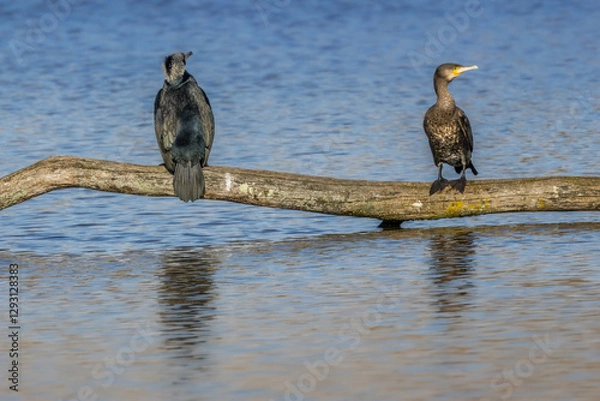Obraz Great black cormorants in a little lake next to Bourges in France at a sunny day in spring.