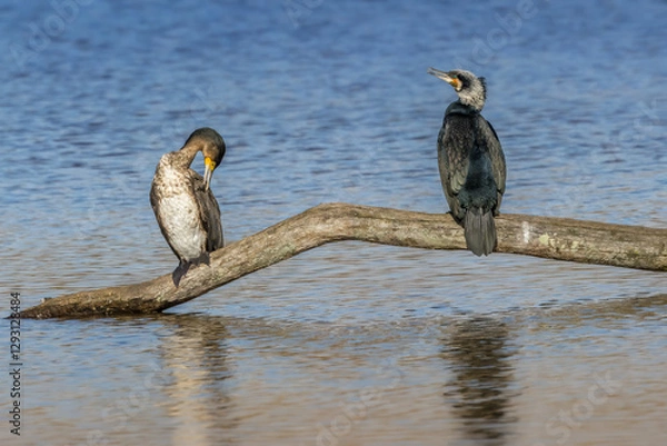 Fototapeta Great black cormorant in a little lake in Bourges, France at a sunny day in spring.