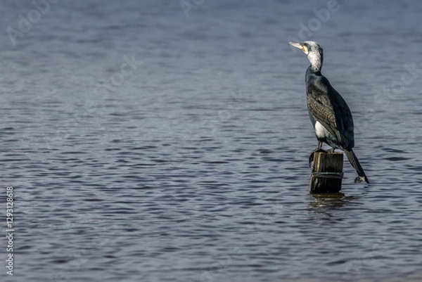 Fototapeta Great black cormorant in a little lake in Bourges, France at a sunny day in spring.