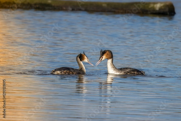 Fototapeta Great crested grebe in a little lake in Bourges, France at a sunny day sin spring.