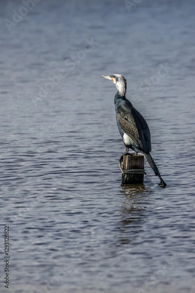 Fototapeta Great black cormorants in a little lake next to Bourges in France at a sunny day in spring.