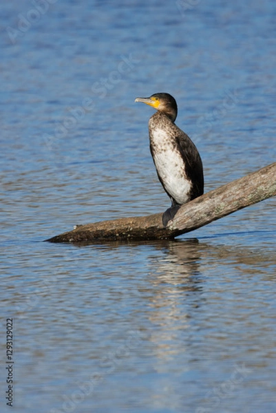 Fototapeta Great black cormorants in a little lake next to Bourges in France at a sunny day in spring.