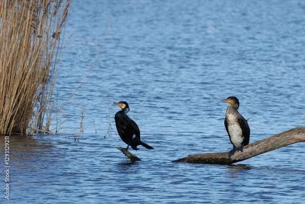 Fototapeta Great black cormorants in a little lake next to Bourges in France at a sunny day in spring.