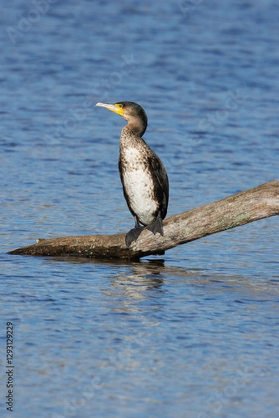 Fototapeta Great black cormorants in a little lake next to Bourges in France at a sunny day in spring.