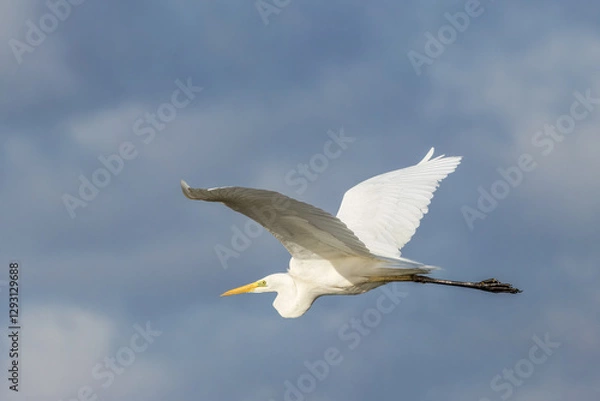Fototapeta Great egret flying above a wet meadow at a sunny day in spring.