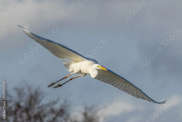 Fototapeta Great egret flying above a wet meadow at a sunny day in spring.