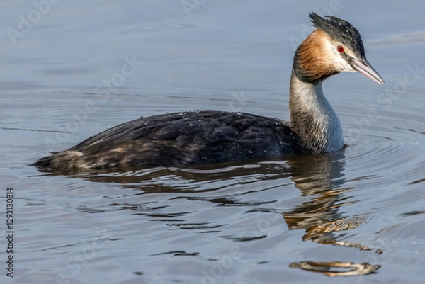 Fototapeta Great crested grebe in a little lake in Bourges, France at a sunny day sin spring.