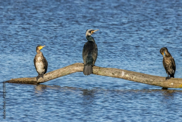 Fototapeta Great black cormorants in a little lake next to Bourges in France at a sunny day in spring.
