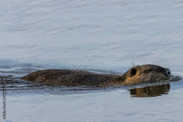 Fototapeta A nutria swimming in a lake in Bourges, France at a cloudy day in spring.