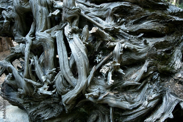 Obraz alte baumwurzeln 