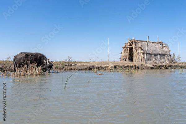 Fototapeta Boat trip in the Mesopotamian / Iraqi Marshes with the so called Marsh Arabs Madan