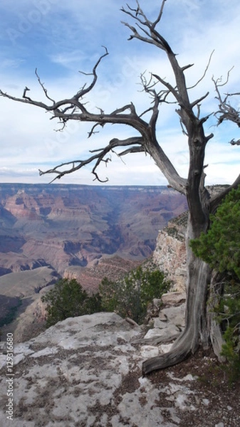 Obraz einsamer baum im grand canyon