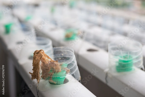 Fototapeta Hydroponics plant, vegetables that dry out in container rail, failed from mindless of agriculturist