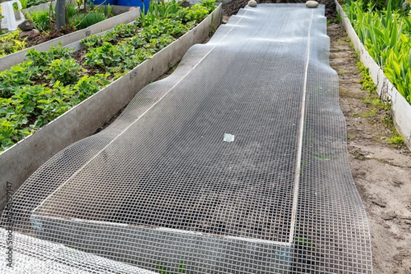 Fototapeta Metal netting against rodents. The mesh protects root crops from mice and moles. Innovative garden design with wire mesh covering to protect plants from rodents.