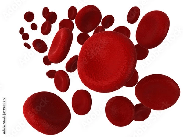 Obraz Red blood cells