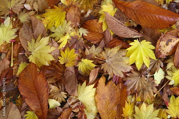 Obraz 秋の落ち葉